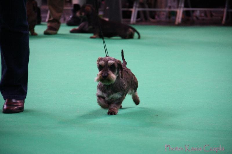 Crufts2011_2 1055.jpg